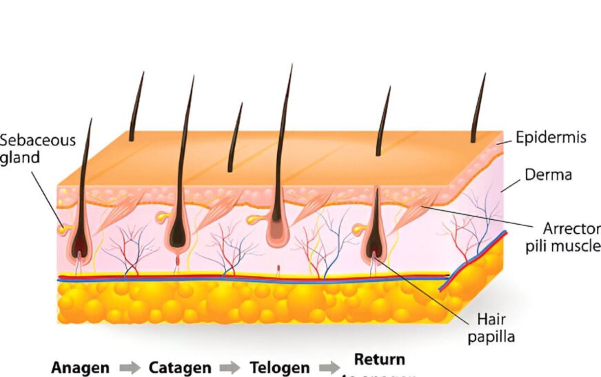 Shocking Truths About How Fast Hair Really Grows in 2025