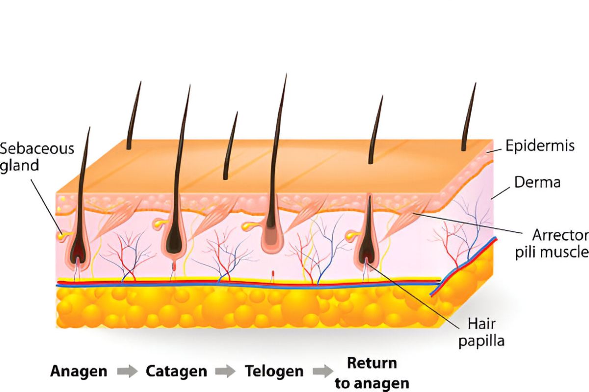 Shocking Truths About How Fast Hair Really Grows in 2025